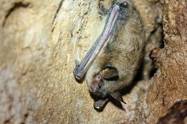 http://mdc.mo.gov/discover-nature/field-guide/little-brown-bat