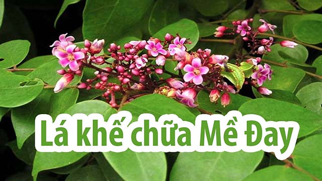 Chữa mề đay bằng lá khế