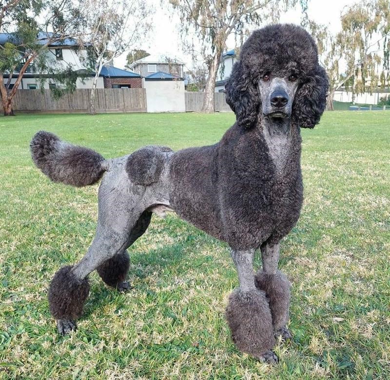 Blue Standard Poodle – Everything You Need to Know