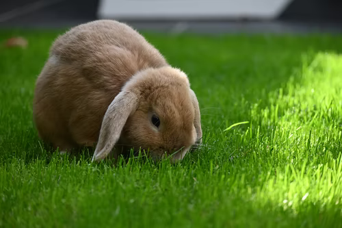Can rabbits eat wheatgrass_A brown rabbit eating grass