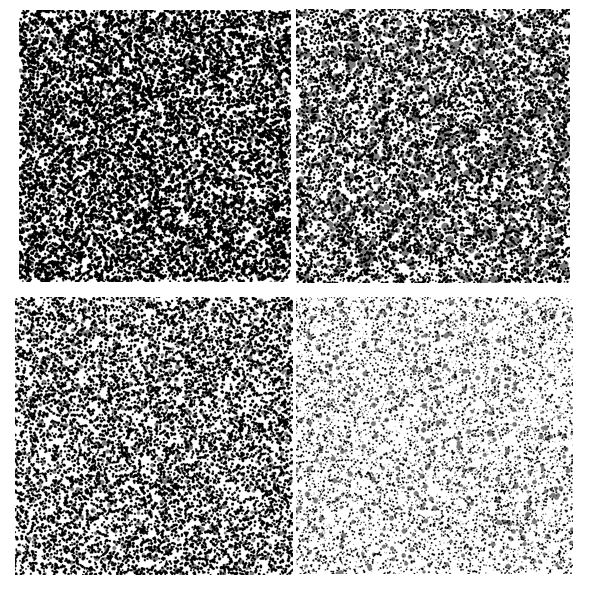 speckle patterns for digital image correlation 
