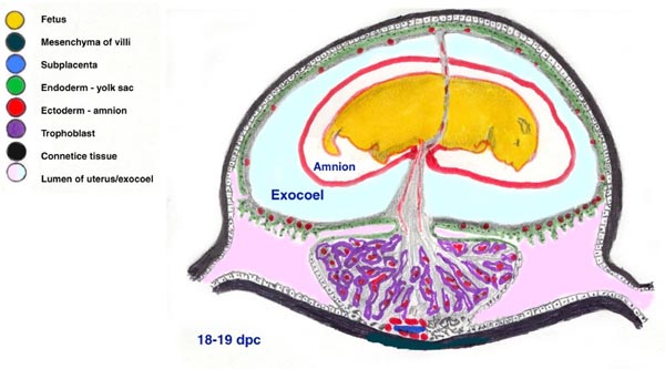 Diagram of mouse implantation at end of gestation