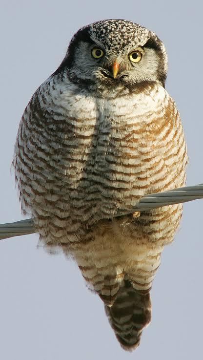 northern hawk owl