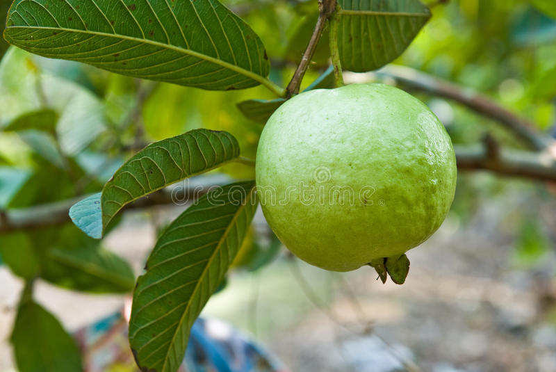 Guava (Psidium guajava)