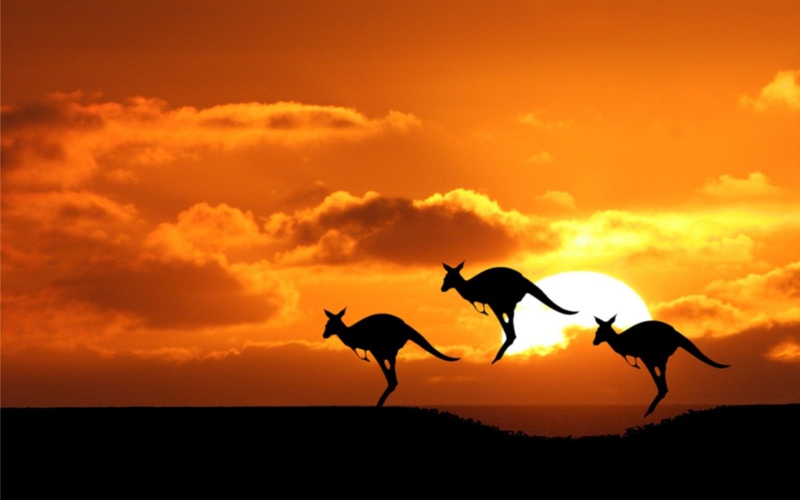 kangaroo-sunset-animals-iphone-ipad_250744.jpg