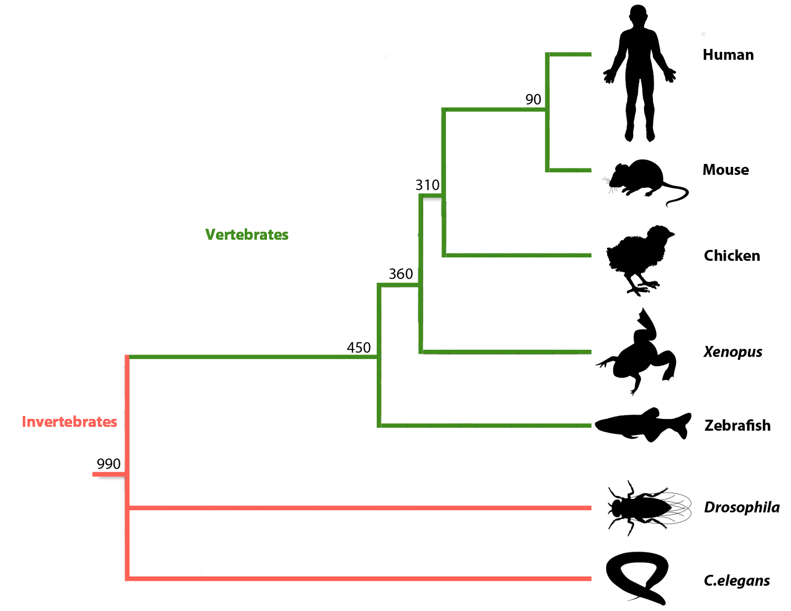MOD phylogenetic tree.png