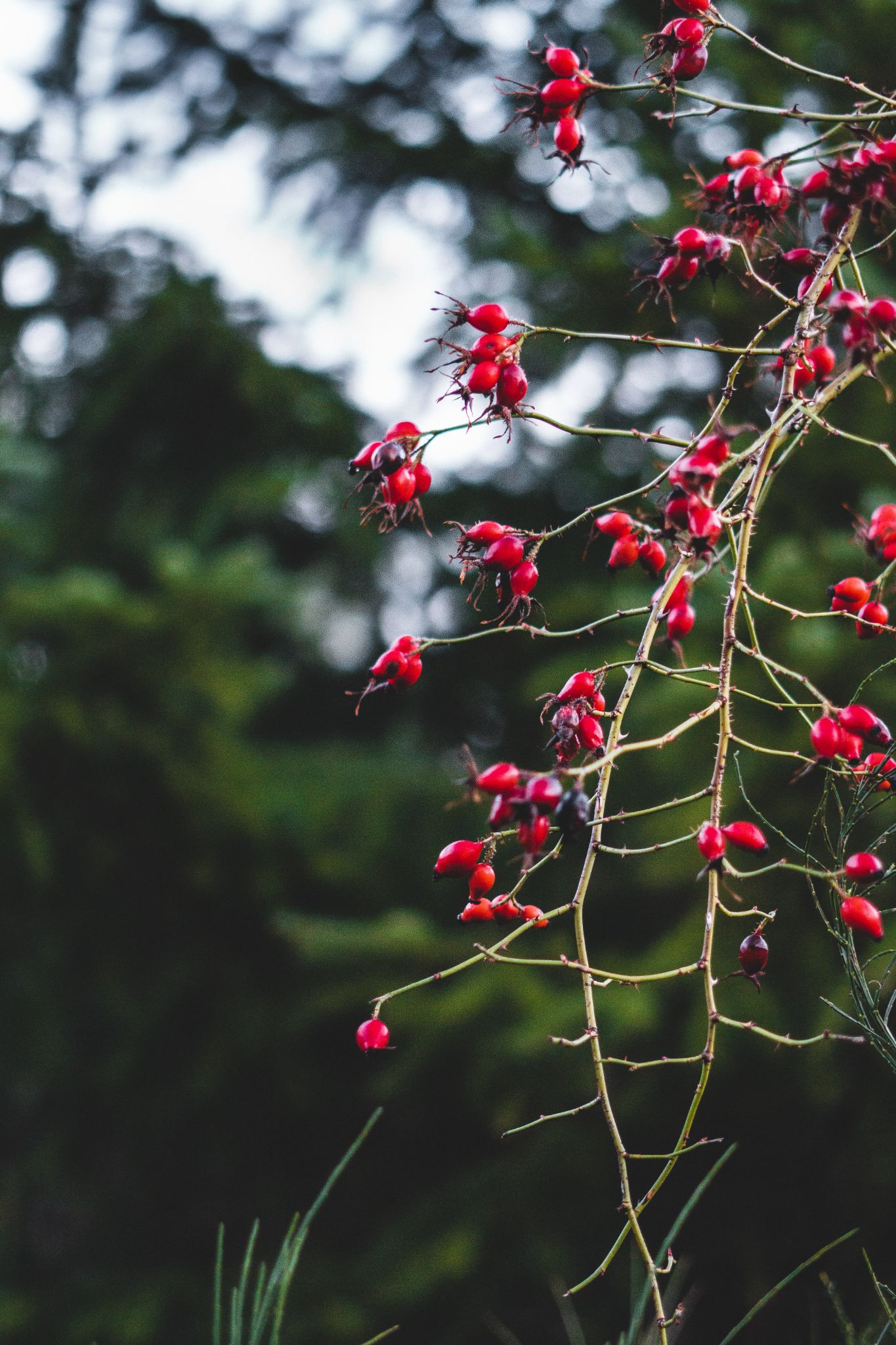 Planta rosa mosqueta, ou rosa-canina, já sem pétalas e exibindo o fruto do qual o óleo de rosa mosqueta é obtido. Ela está numa região de mata densa, altamente arborizada.