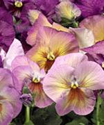 http://www.stokeseeds.com/uploads/product/53870/medium.jpg