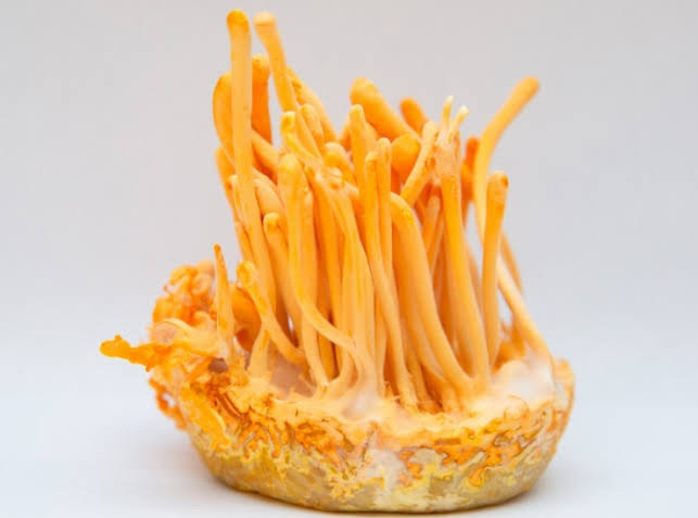 Cordyceps militaris