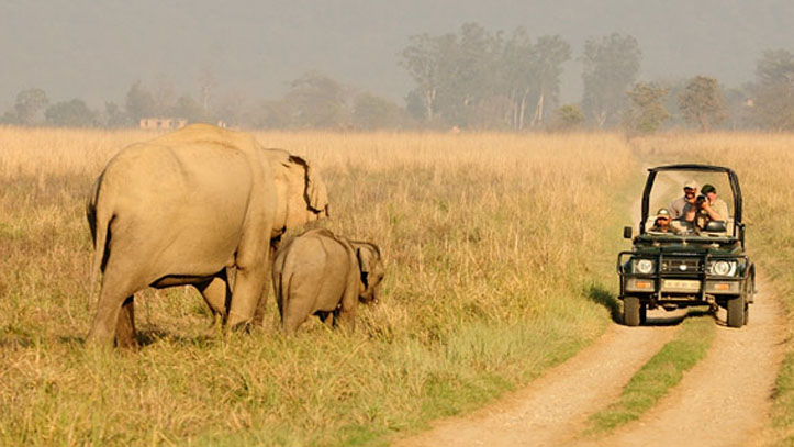 jim corbett national park