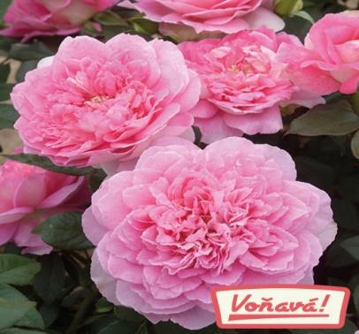 Růže Borneo Odore® - voňavá 1ks | STARKL ESHOP