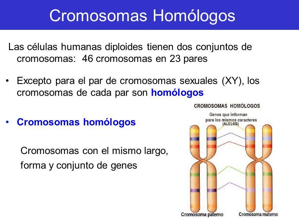 Resultado de imagen para cromosomas homologos