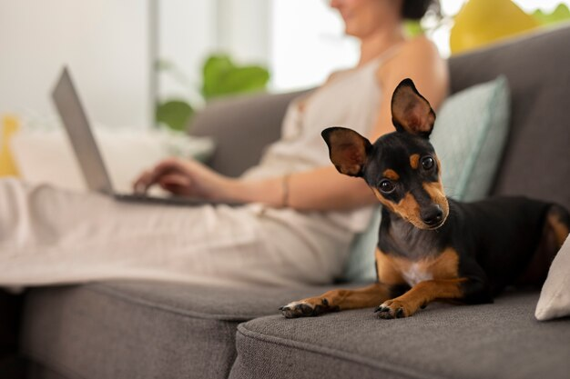 Como limpar o sofá: confira as dicas de manutenção para mantê-los impecáveis!