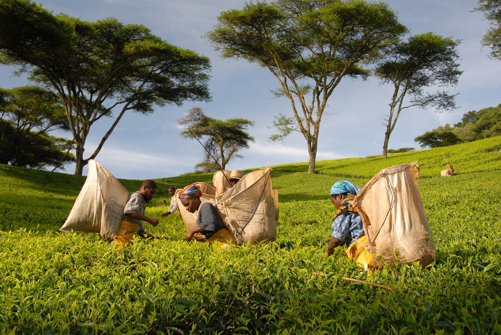 Workers at Satemwa Tea Estate, harvesting tea leaves