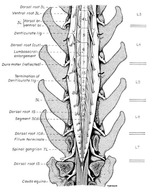 Spinal cord segmental relationship to the vertebral bodies