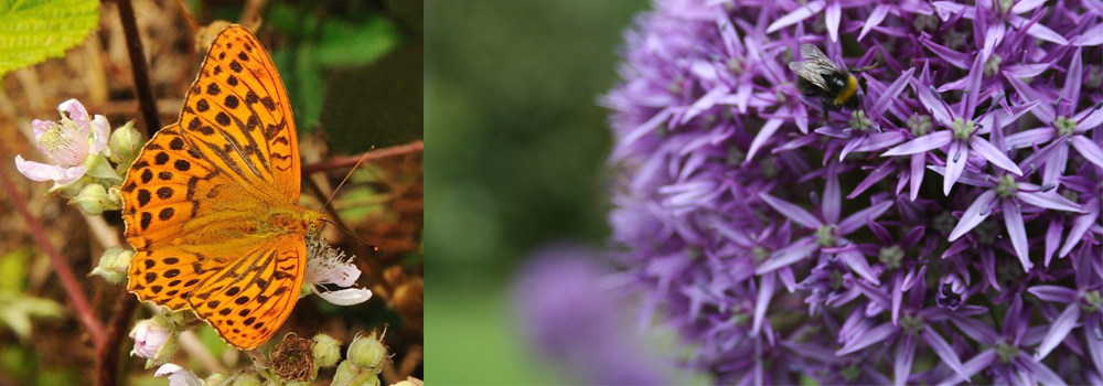 Devon Farm Holidays encourages you to take part in the Big Butterfly Count. 