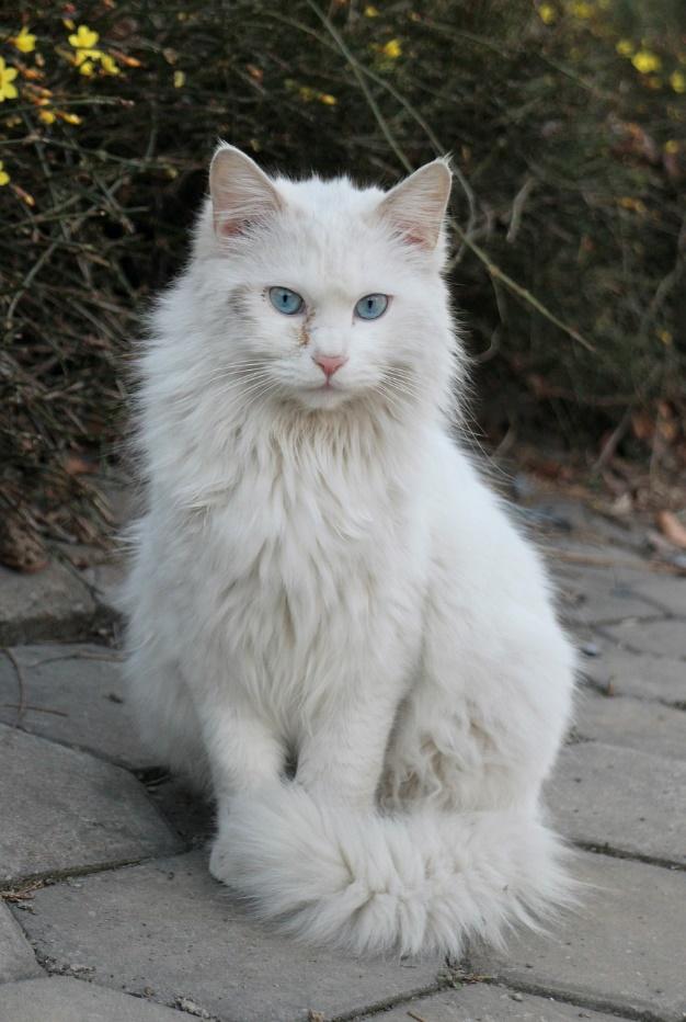 Angora Turcească: 