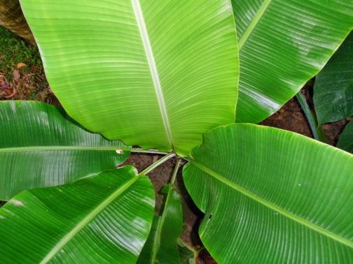 C:\Users\SONY\Desktop\банан\banana-leaves-g75b21cda0_1280.jpg