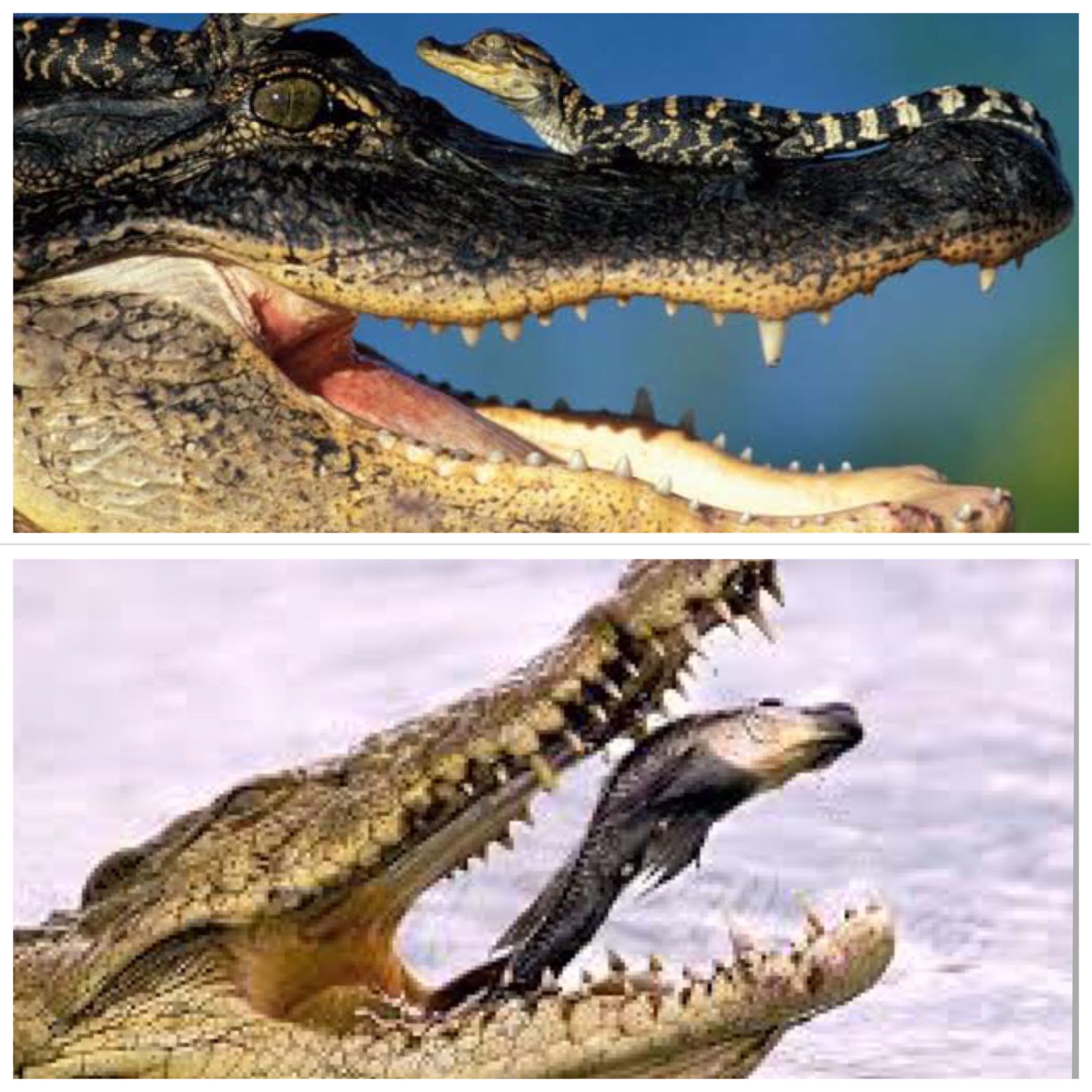Diet for alligator and crocodile