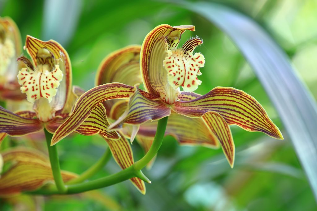 Orhideea de Aur Kinabalu