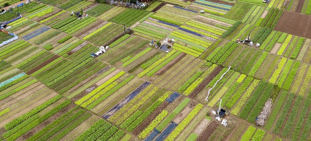 Tra Que vegetable village from above