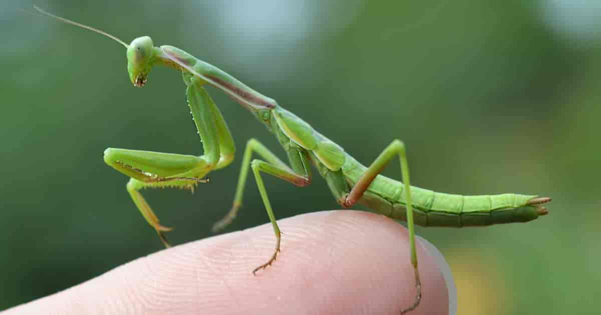 Will Praying Mantis Bite
