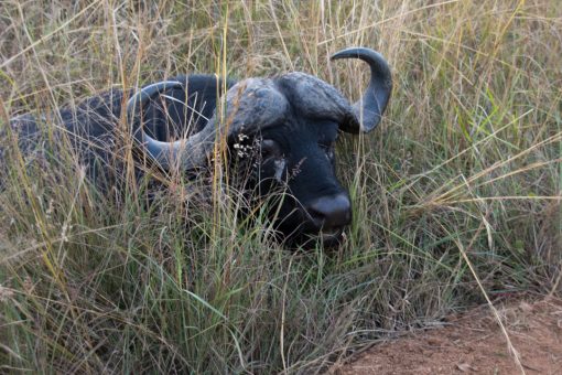 Animais da África do Sul - Búfalo deitado ao lado da estrada com metade do corpo escondido pela vegetação.