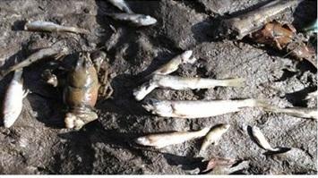 dead fish stevens creek steelhead minnows crayfish.jpg