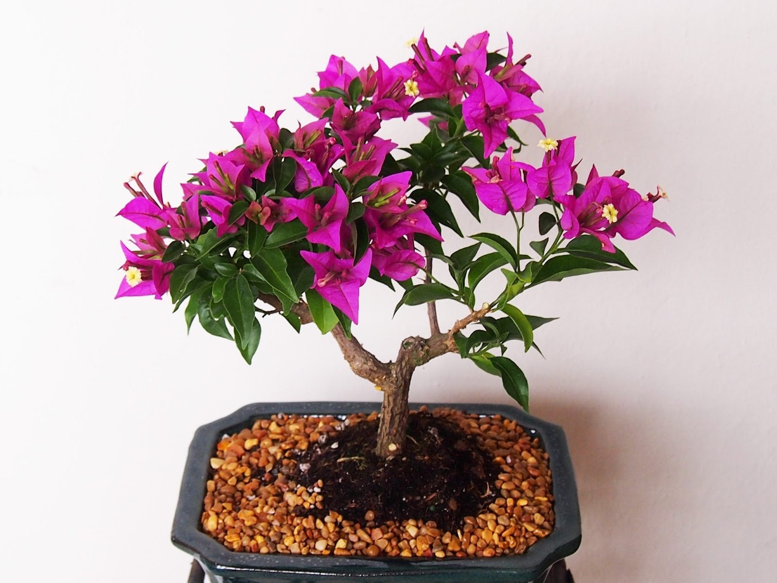 How to Grow and Care Bonsai Flower Tree