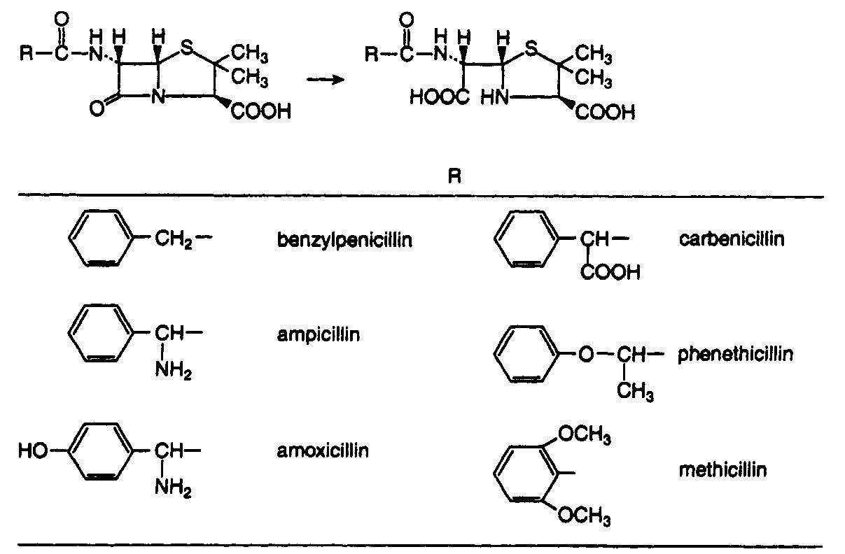 hydrolysis - penicillin.jpg