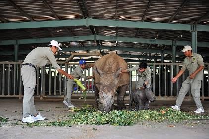 Giữa “tâm bão” dịch Covid-19, Vinpearl Safari chào đón bé tê giác mới chào đời với cái tên “Chiến thắng”.