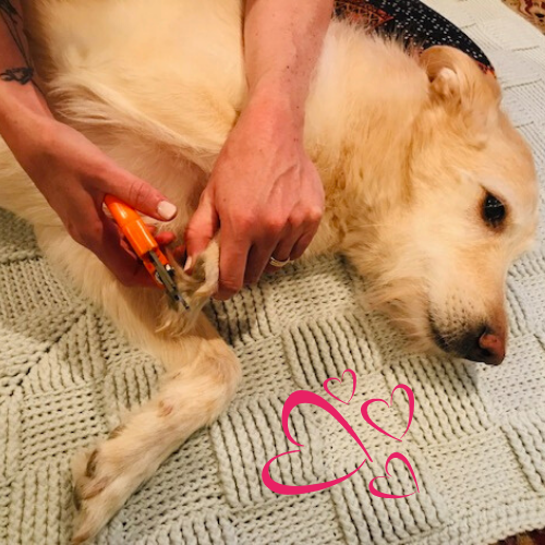 Dog getting a nail trim