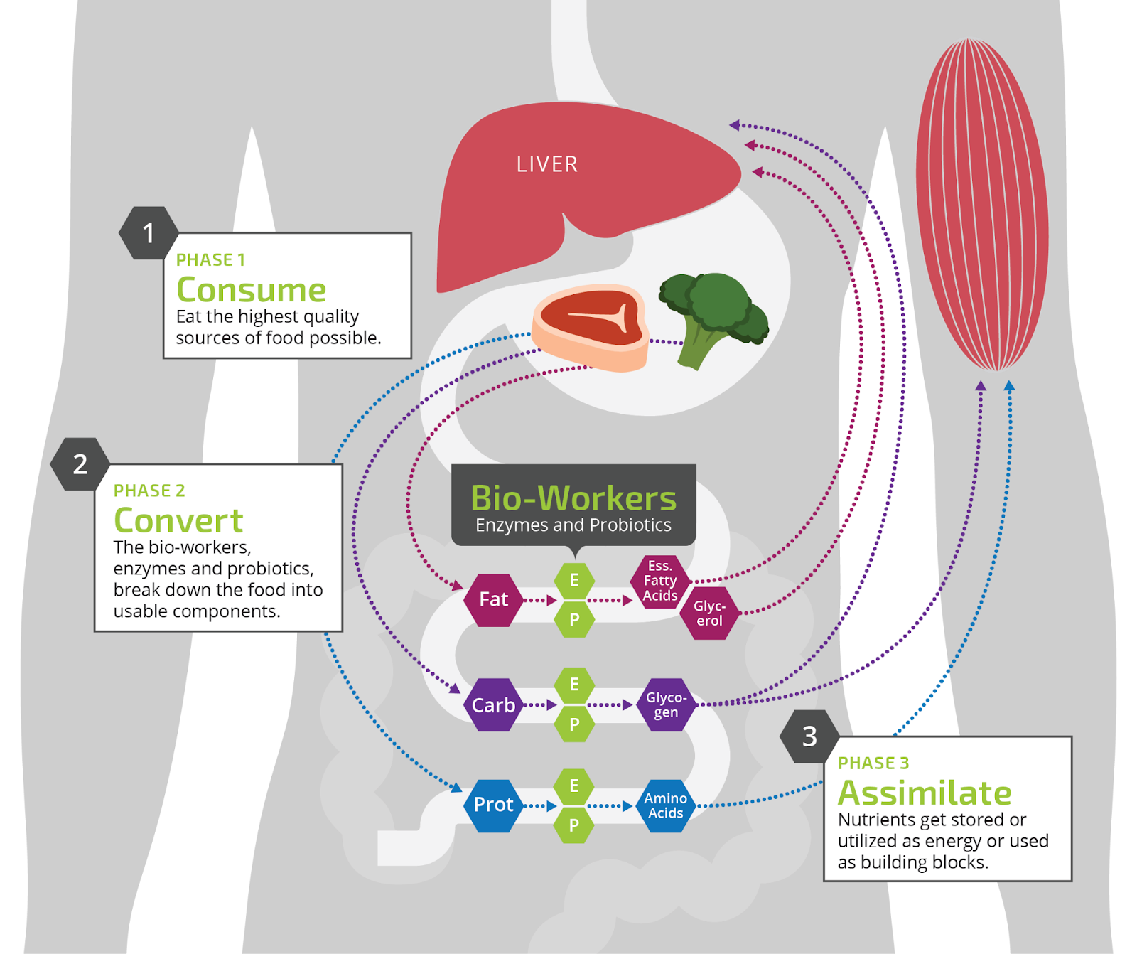 nutrition phases diagram