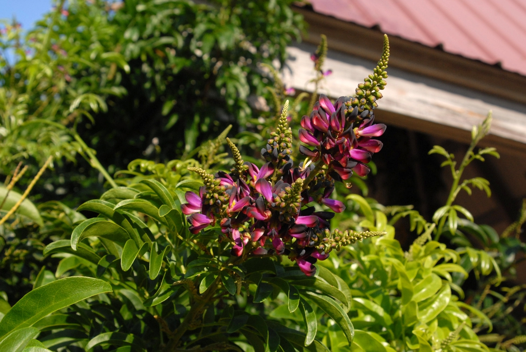 Evergreen Wisteria (Callerya reticulata)