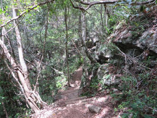 Walk the Airlie Creek Track