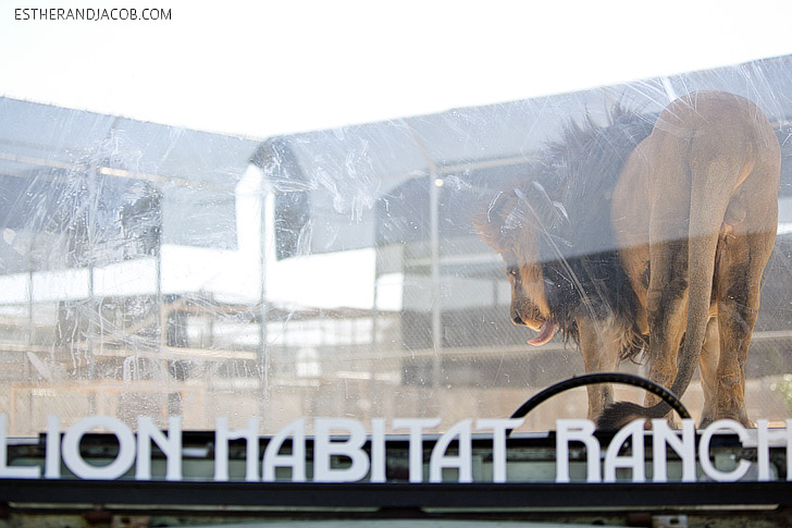 Lion Habitat Ranch Las Vegas with MGM Lions.