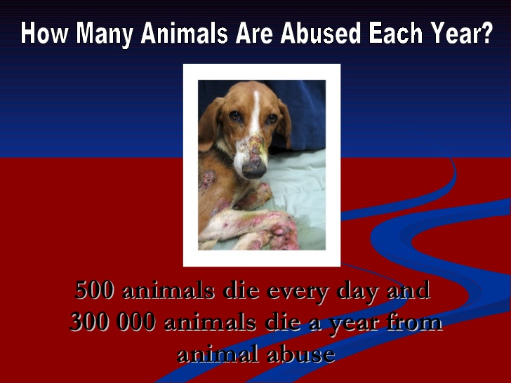 Image result for what kind of animals are abused