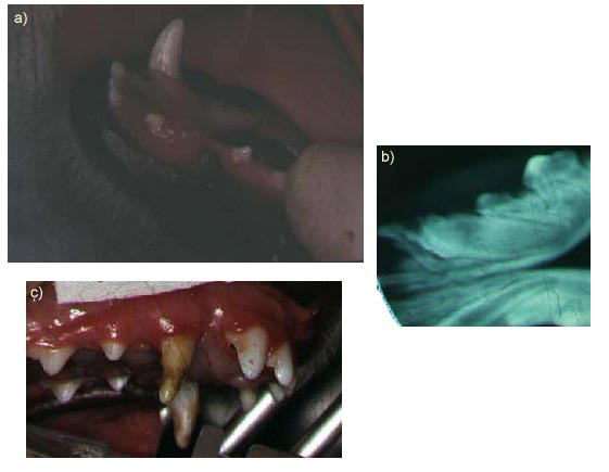 Extraction of deciduous teeth is not without risk. a) This photo and b) radiograph are of a one-year-old West Highland White Terrier. The deciduous canines had been extracted (not by the author) at eight weeks of age. Iatrogenic trauma to the developing left mandibular canine and incisors resulted in severe deformities of these teeth. c) This photograph shows enamel hypocalcification of both maxillary permanent canines and some incisors are a result of traumatic injury during deciduous tooth extraction.