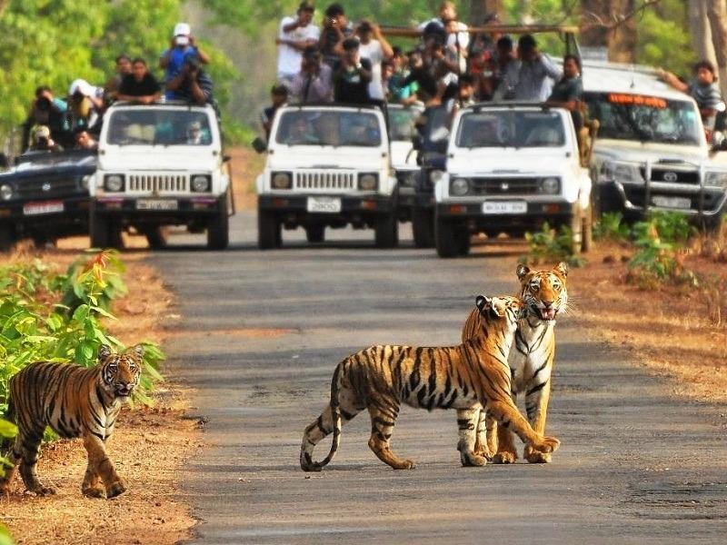 Moharli Jeep Safari, Tadoba National Park - Timings, Safari cost, Best time  to visit