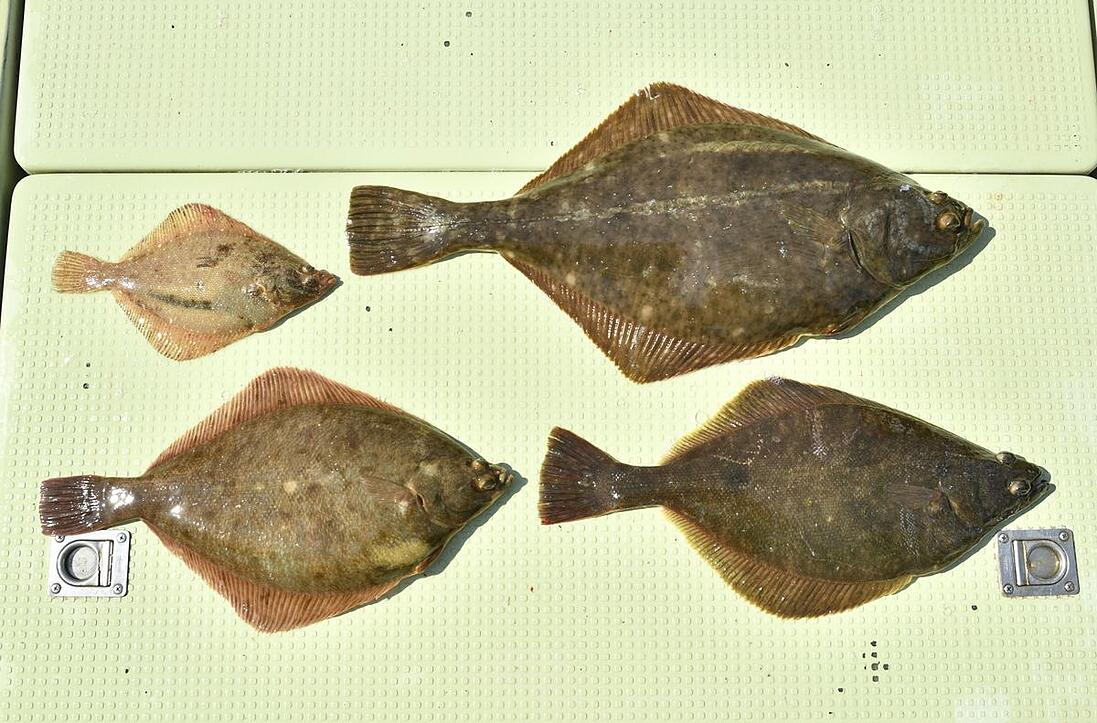 最も好ましい カレイ ヒラメ 見分け 鰈 鮃 見分け方