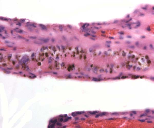 Villus from normal giraffe placenta