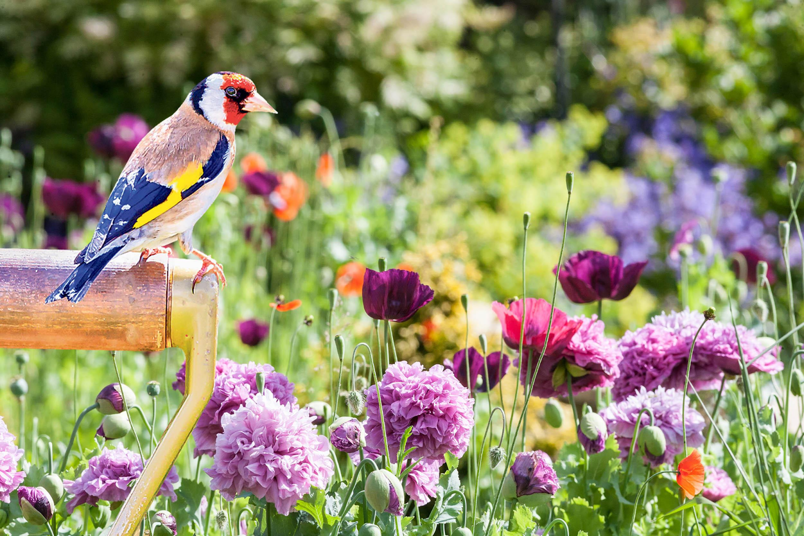 colorful bird sitting in flower garden