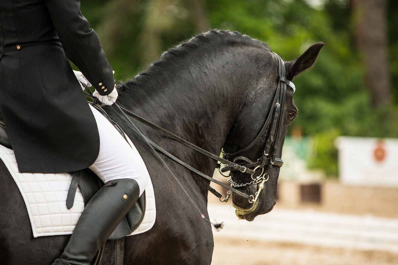 black dressage horse executes a walk/ halt transition 