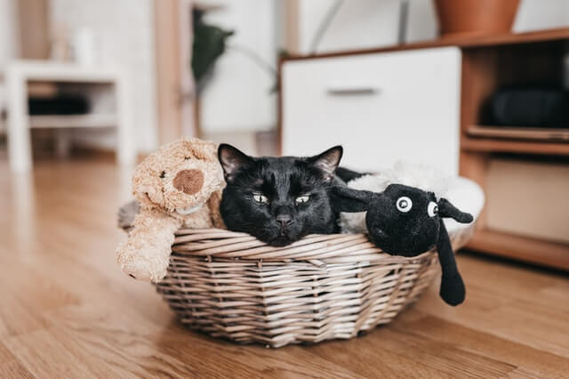 A black cat lying in a wicker basket with two teddies