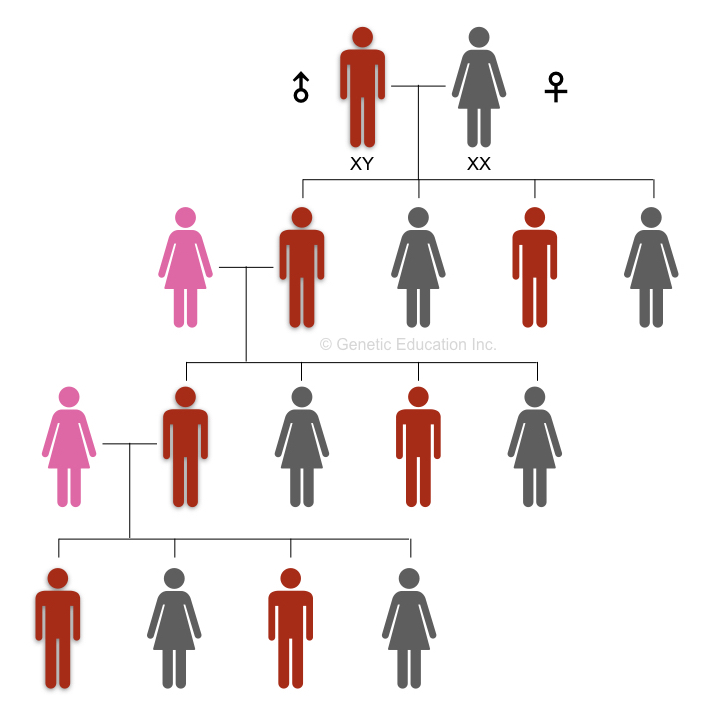 Y chromosome inheritance in a family.