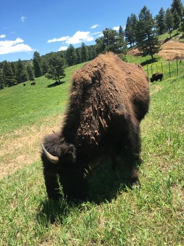 We love visiting the buffalo herd just west of Denver! 