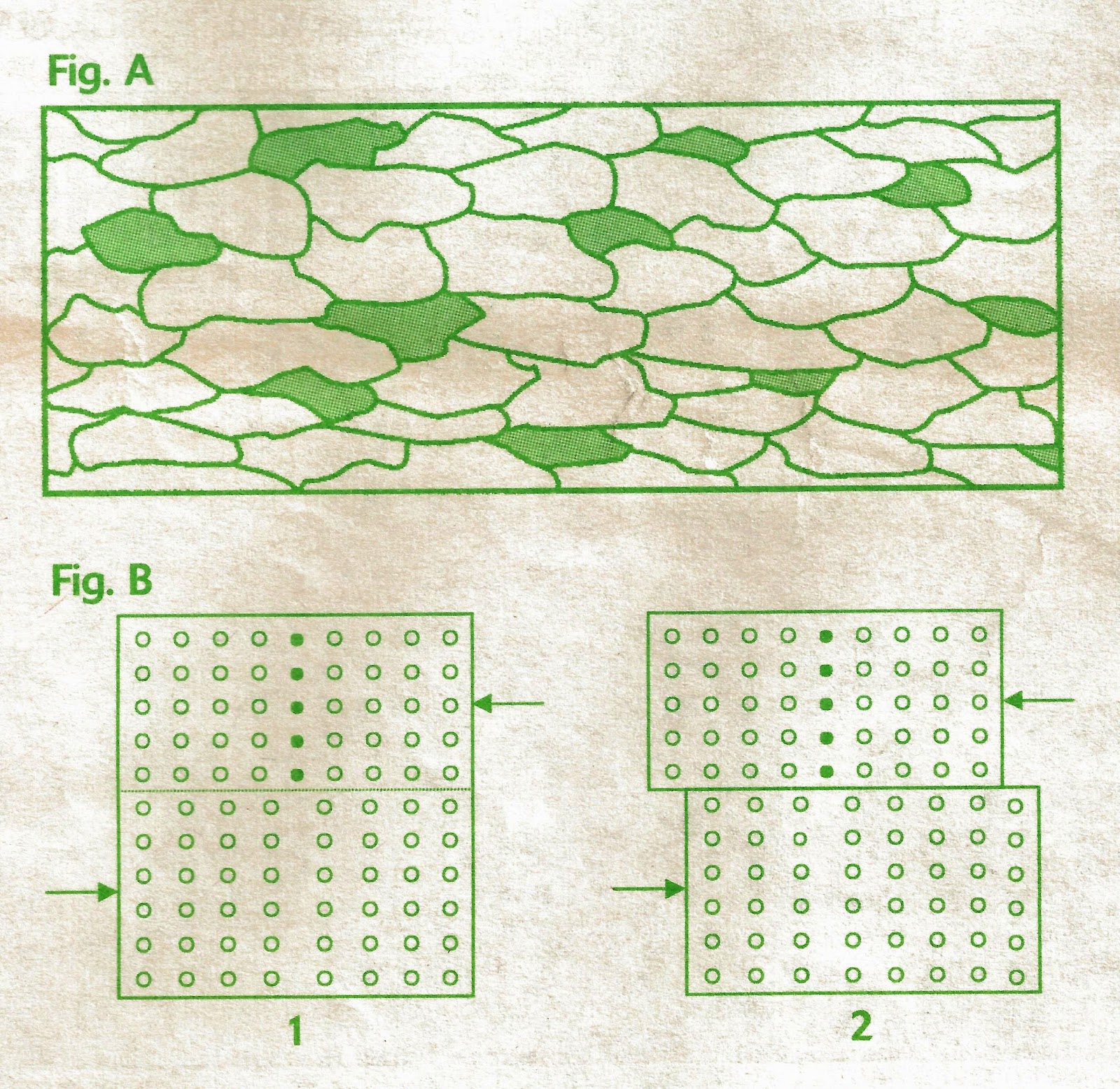 Reed Longevity Chart.jpg