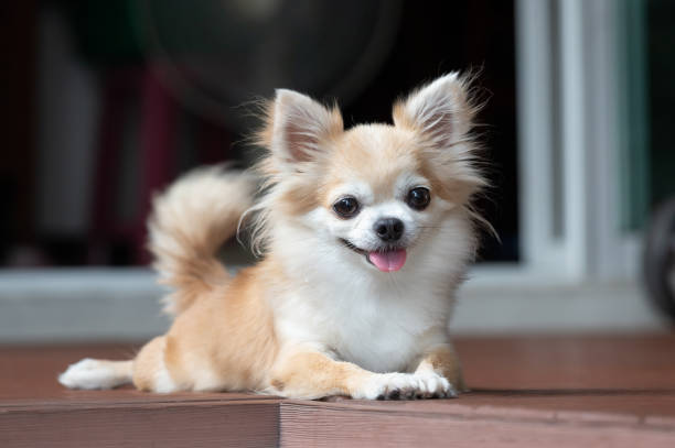 Top Reasons Why People Love Chihuahuas
