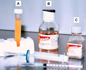 Components for final preparation of Ham's F-10 medium: A) fetal or newborn calf serum, B) Ham's F-10 medium, and C) Penicillin-streptomycin solution.