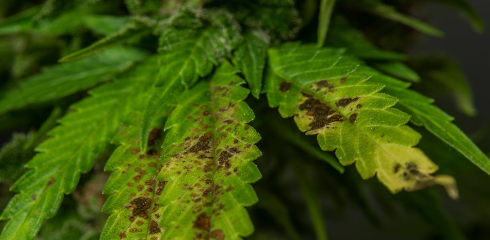 rust spots cannabis leaf